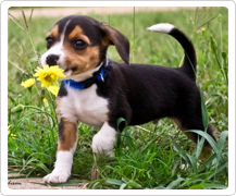 Buy Beagle Dogs in Delhi NCR
